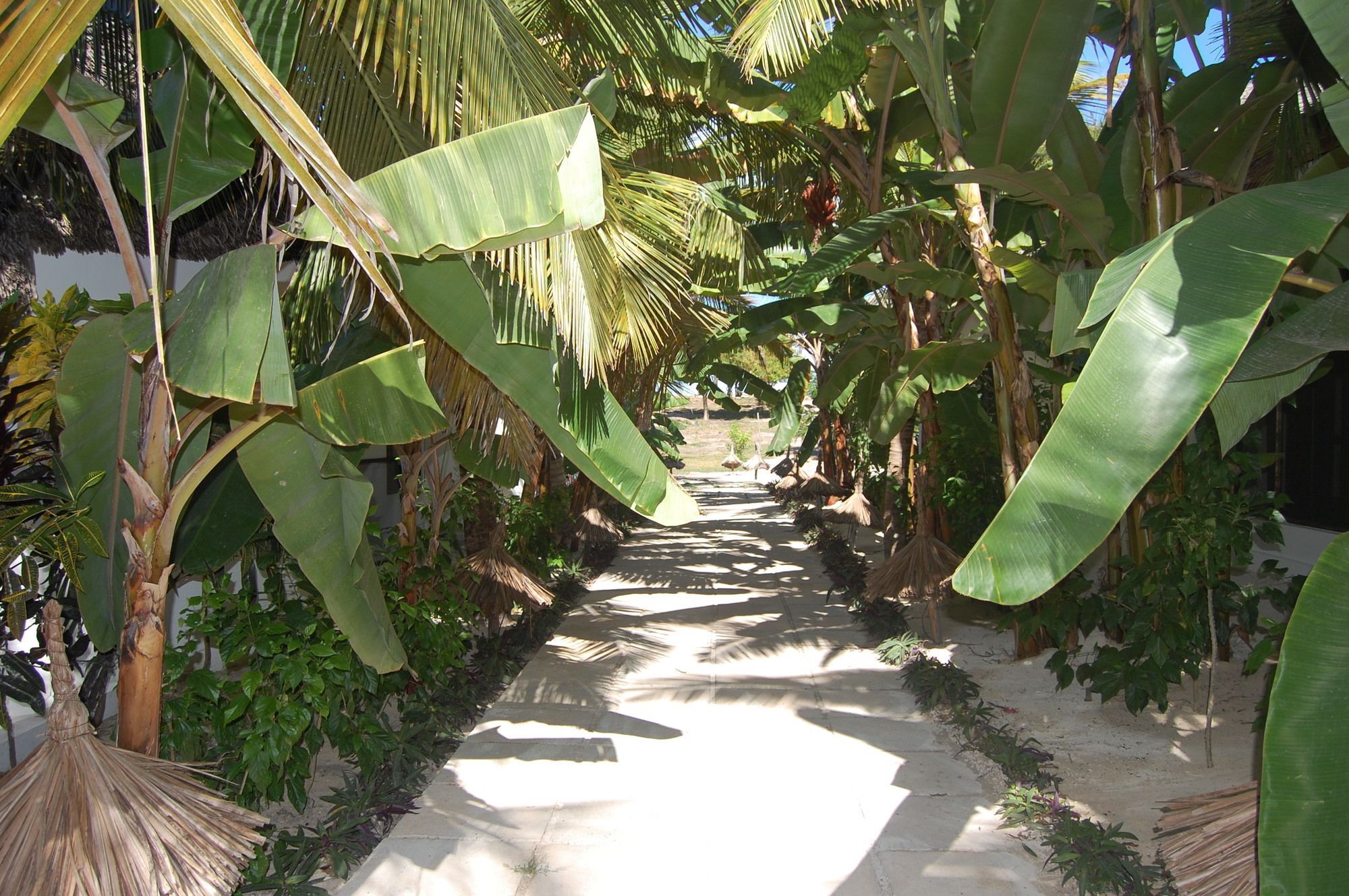 Blue Moon Resort Jambiani  Buitenkant foto